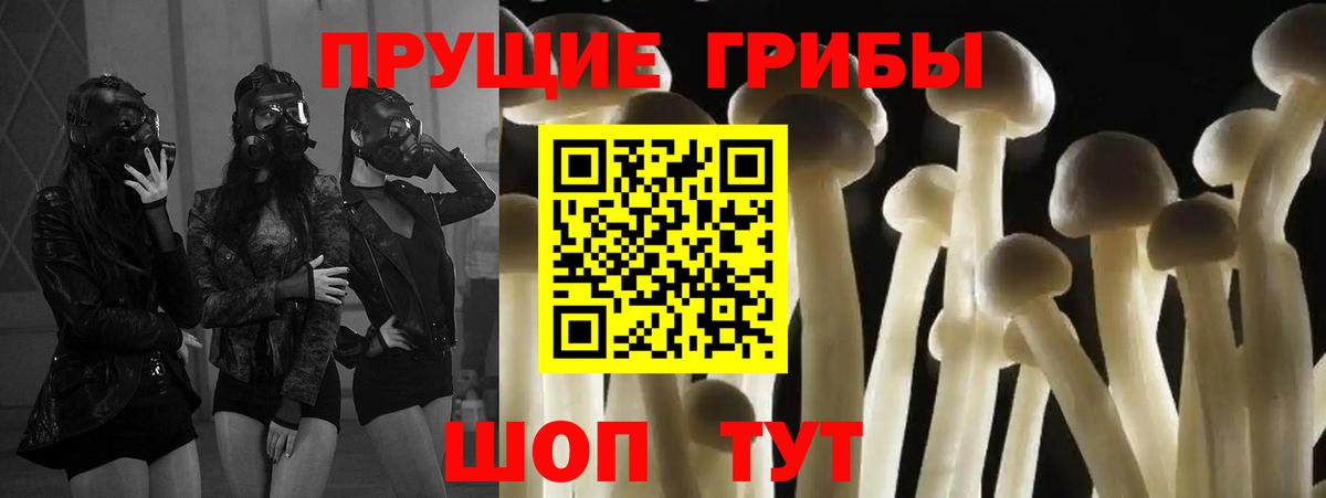 Псилоцибиновые грибы Psilocybe Петропавловск-Камчатский